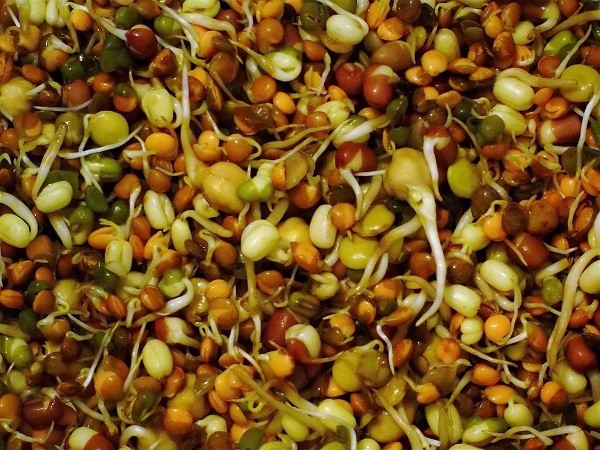 मोटोपन नियन्त्रणका लागि कस्तो खाना खाने ?