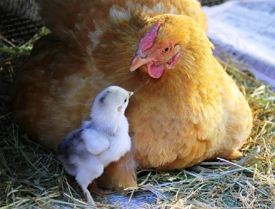 Hen with child 22