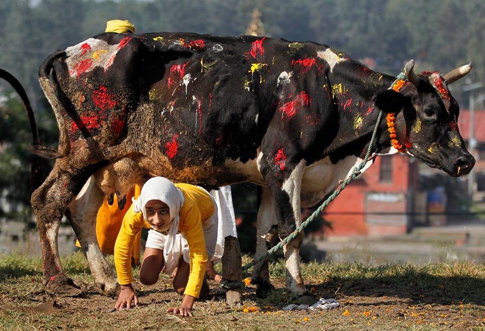 तिहारको चौथो दिनः आज गाई,गोवर्द्धन र गोरुको पूजाआजा गरी मनाइँदै