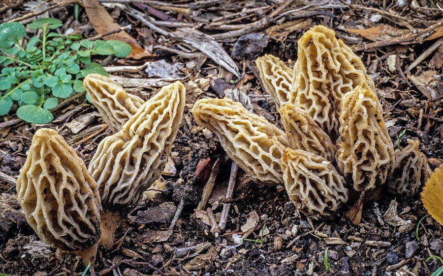 Morchella rufobrunneafs