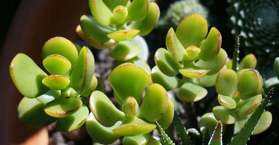 Crasula plant