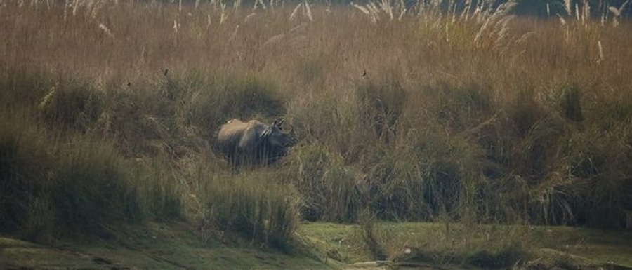 Chitwan national park rhino