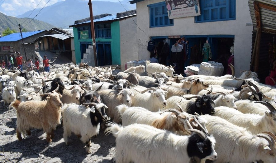 यो वर्षको दशैमा मुस्ताङबाट च्याङ्ग्रा नल्याइने