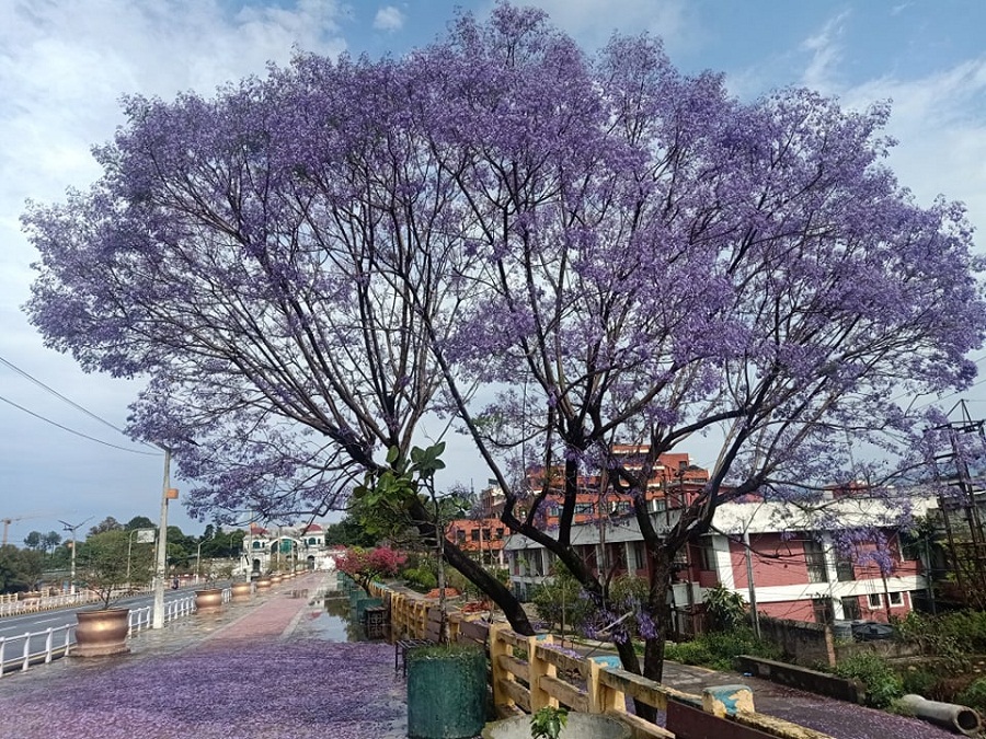 फुललाई पनि लाग्दो हो, फुलेर पनि काम भएन... (फोटो फिचर)