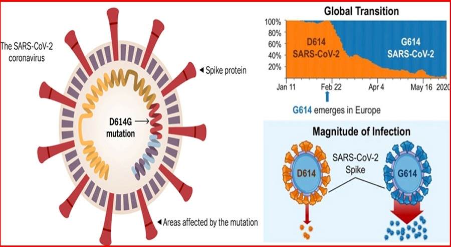 विश्वभर नयाँ कोरोना संक्रमितहरुको संख्या बढ्नुमा नयाँ रुप (D614G) जिम्मेवार रहेको खुलासा