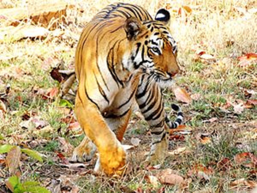 Tiger india maya