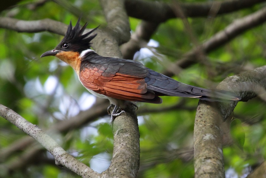 Chestnut winged cuckoo