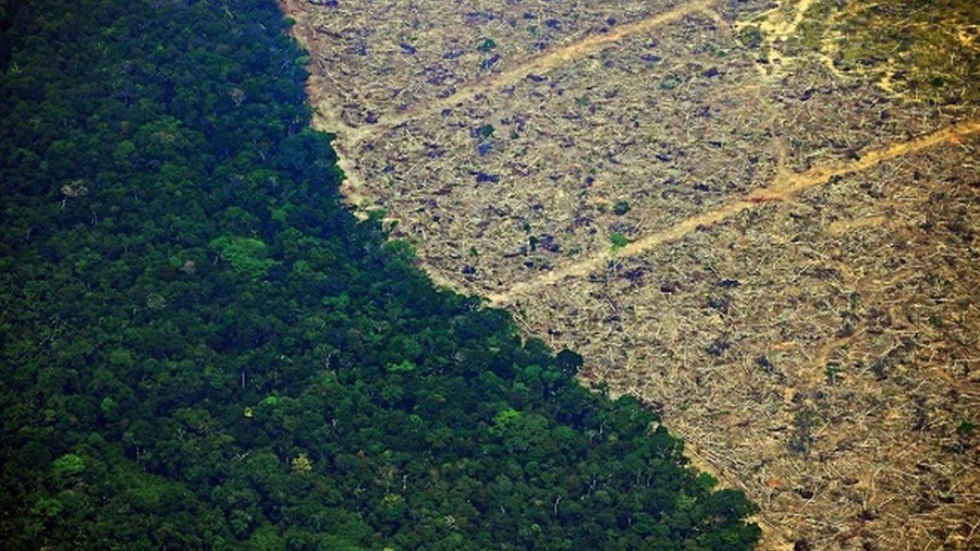अमेजनको जंगल फडानी १५ वर्ष यताकै तीब्र, एक वर्षमा १३ हजार वर्ग किलोमिटर विनाश