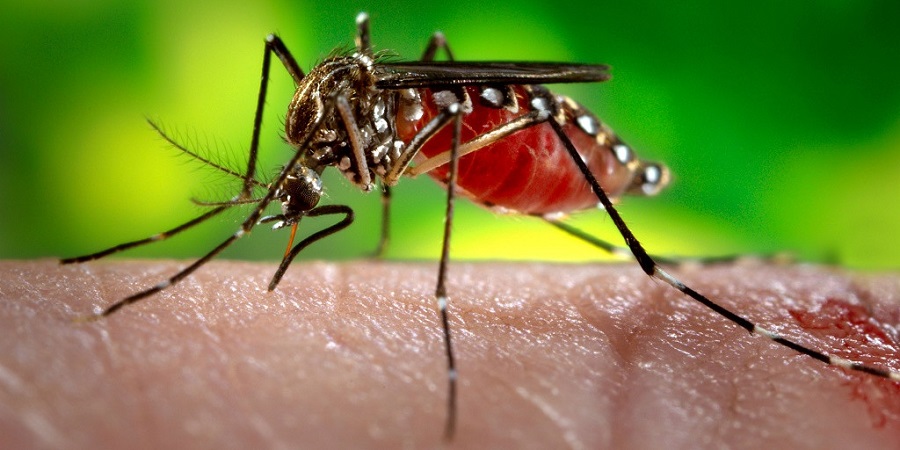 Dengue news