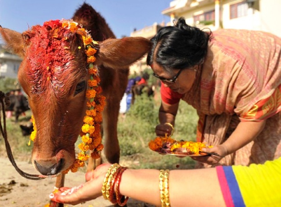 आज गोवर्द्धन, बलि, गोरु र कृषकको पूजाआजा गरी मनाइँदै 