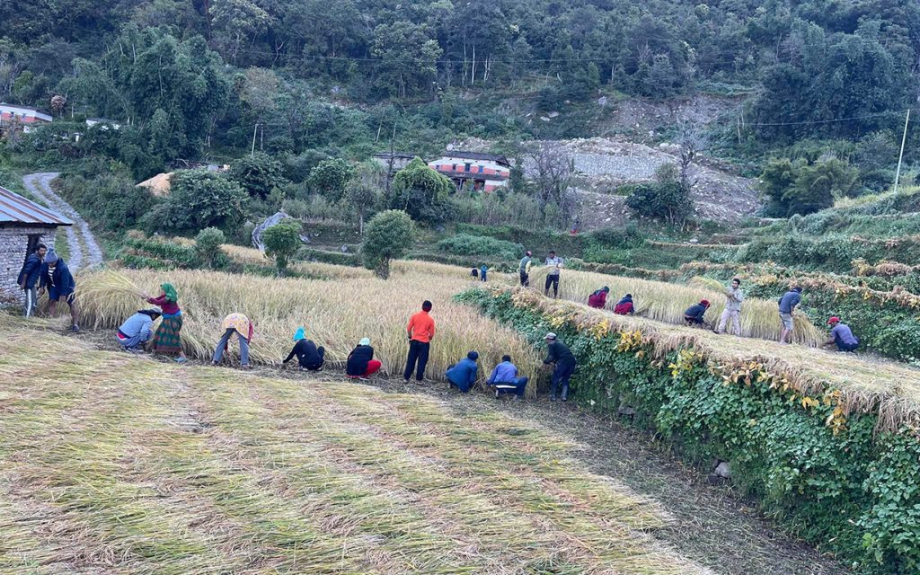 मतदाता भेट्न खेतबारीमै : किसान भन्छन्, हाम्रो काममा नेताले सघाउने होइनन् क्यारे 