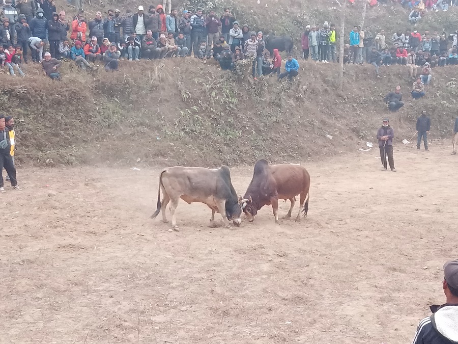 धनकुटाको मुगामा गोरु जुधाई प्रतियोगिता सम्पन्न, पर्यटनको गन्तव्य बन्दै गजेगैह्री (फोटोफिचरसहित)