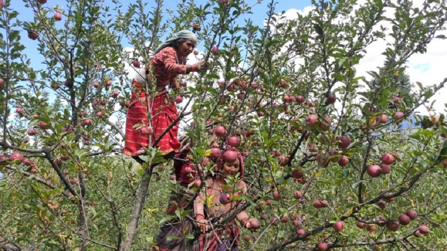 मुस्ताङबाट यो वर्ष ५० करोडको स्याउ निकासी