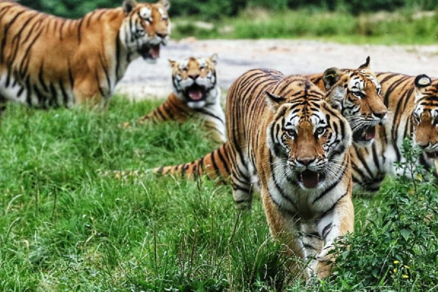 Tiger news