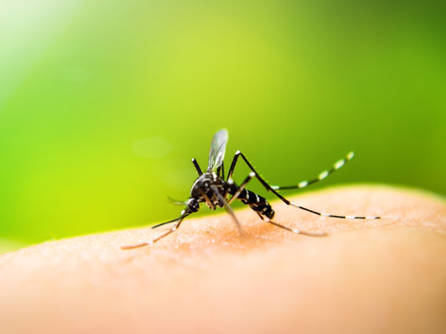 ७० जिल्लामा फैलियो डेंगु, बेड अभाव हुँदा कुर्सीमा राखेर उपचार हुँदै