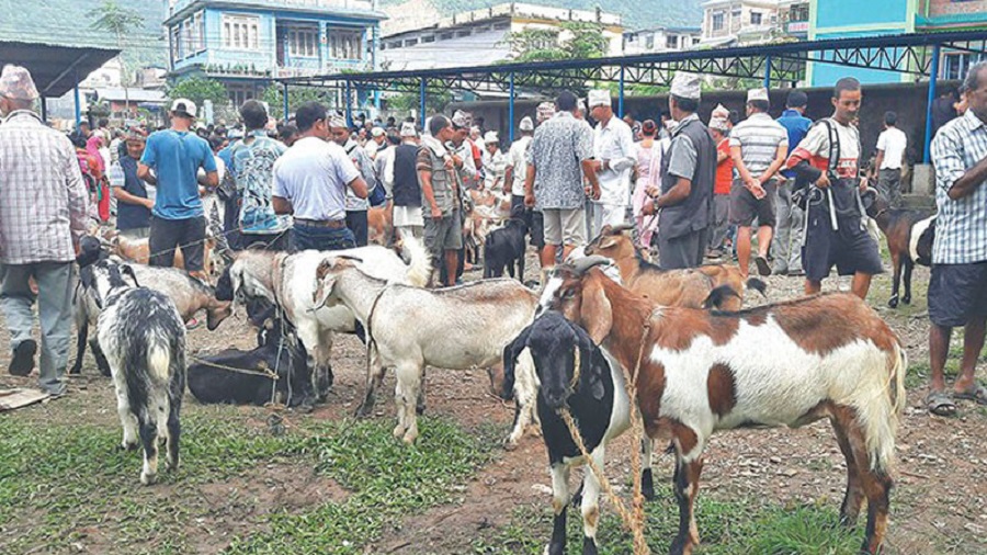१५ दिनभित्र कलंकीको खसीबजार हटाउन काठमाडौं महानगरको निर्देशन