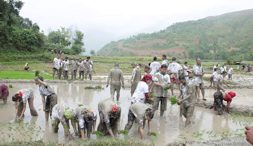 रामेछापमा अझै हुन सकेन धान रोपाइँ, खडेरीले बाली सुक्यो