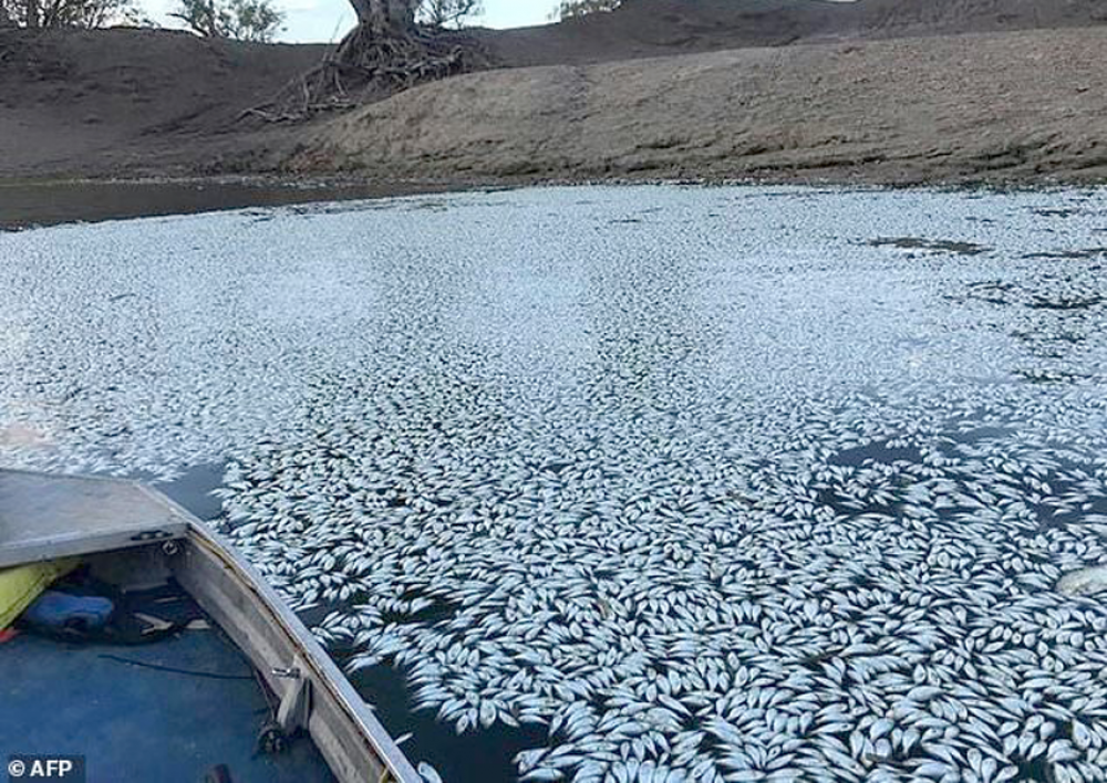 अस्ट्रेलियाको नदीमा रहस्यमय ढंगले लाखौं माछा मरे