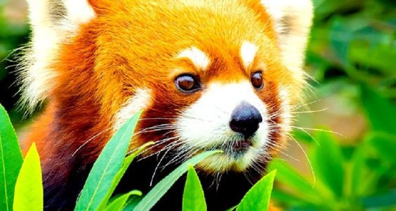 Red panda