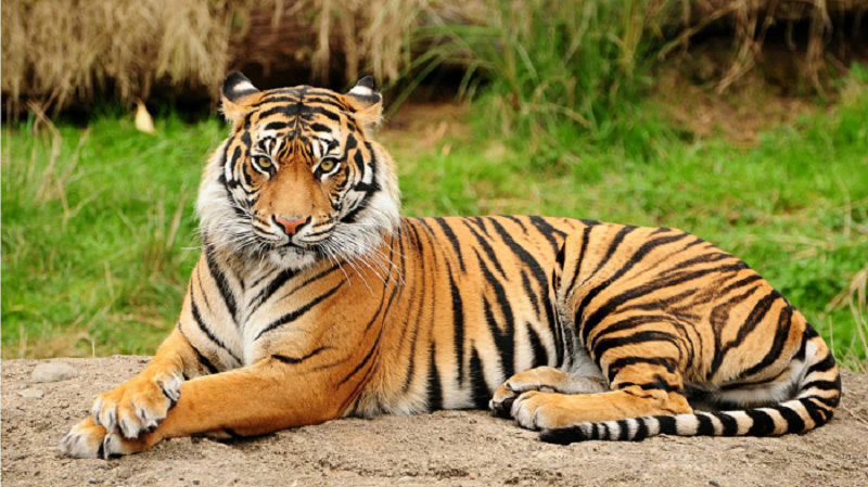 विश्व बाघ दिवस : विश्वमै बाघको संख्या घट्दै