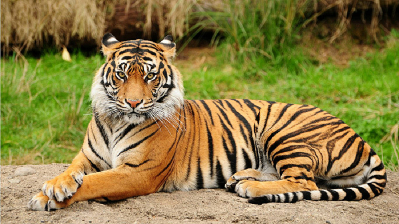 Tiger nepal