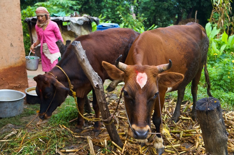 गाई काट्न खोज्नेलाई लाग्यो झड्का, गाई काटे अब ३ वर्ष बस्नुपर्ने