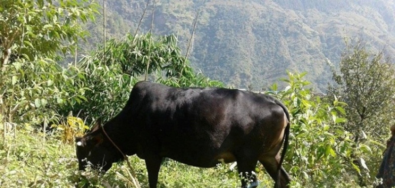 Cow